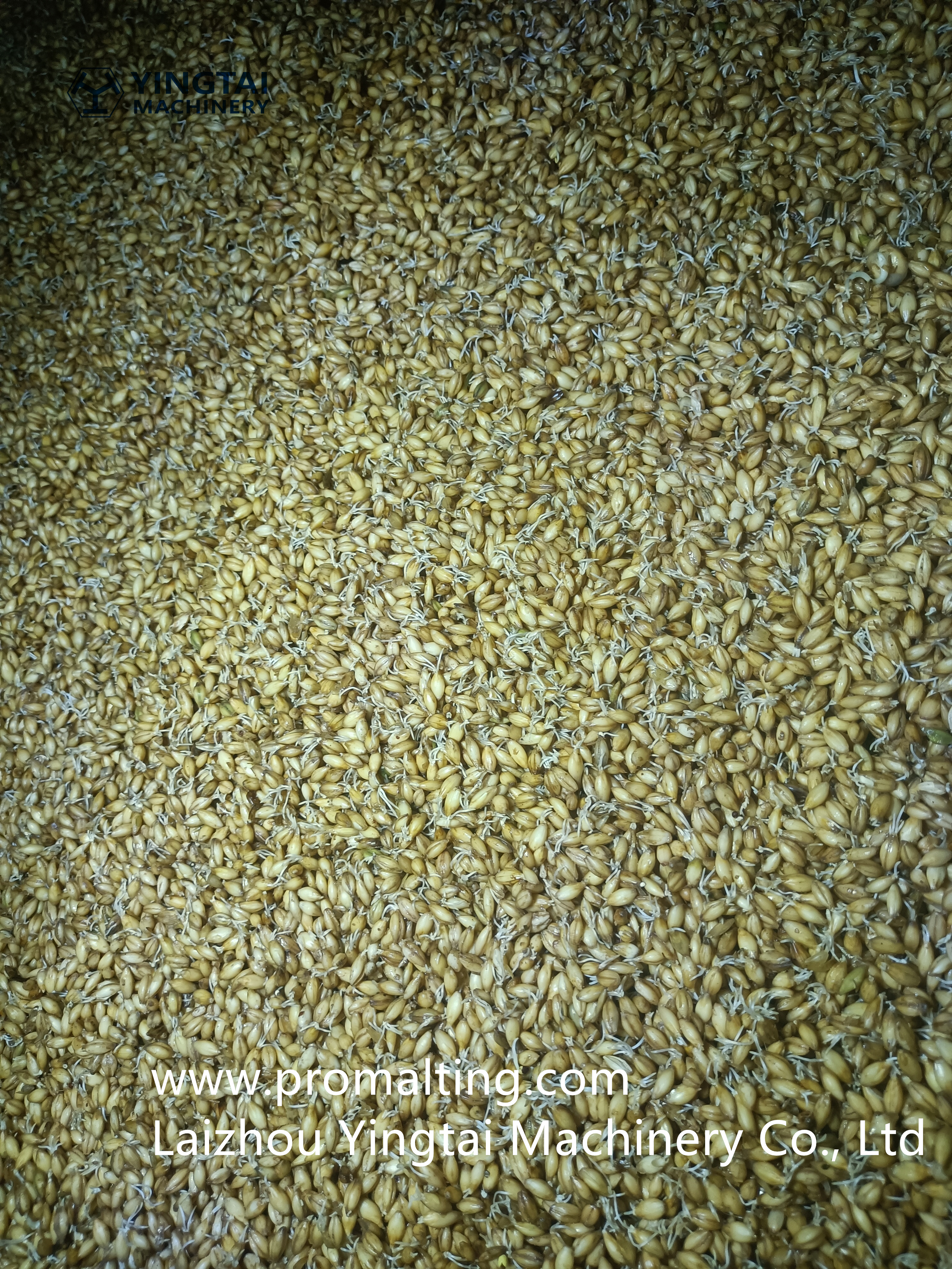 Día de germinación 3-2