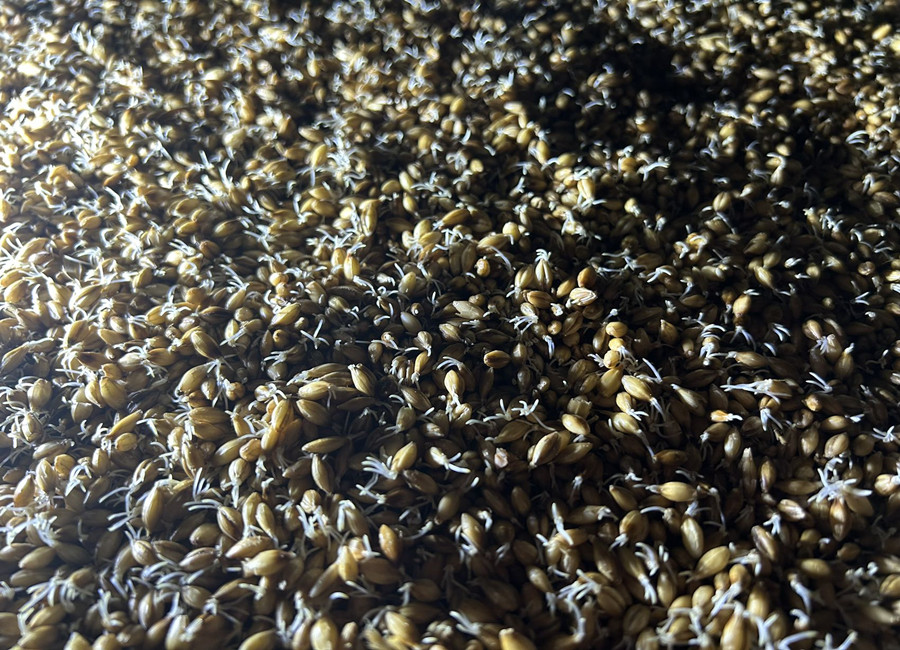 germinación de malta artesanal