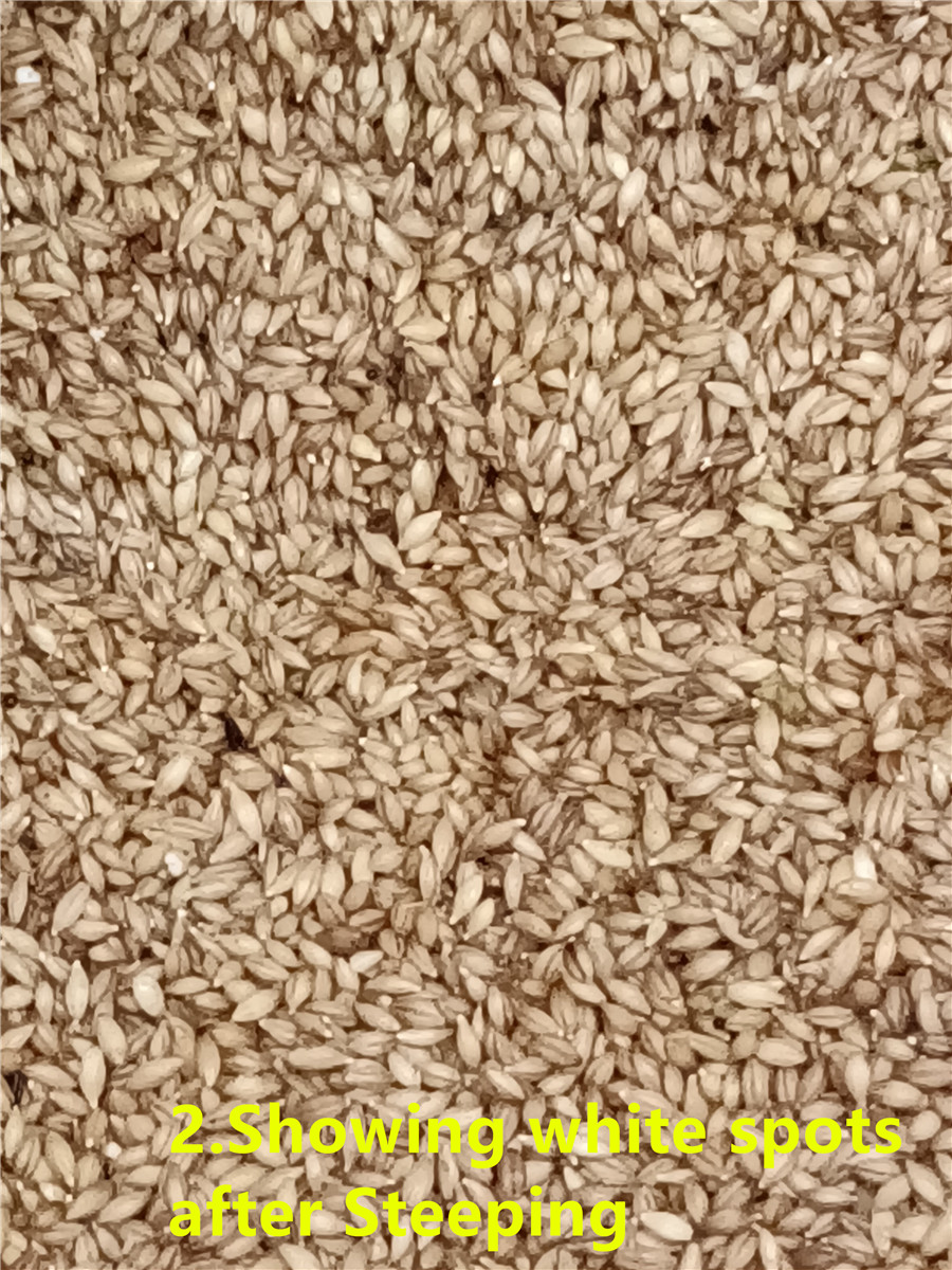 2 muestran puntos blancos despu&eacute;s de Steeping_副本