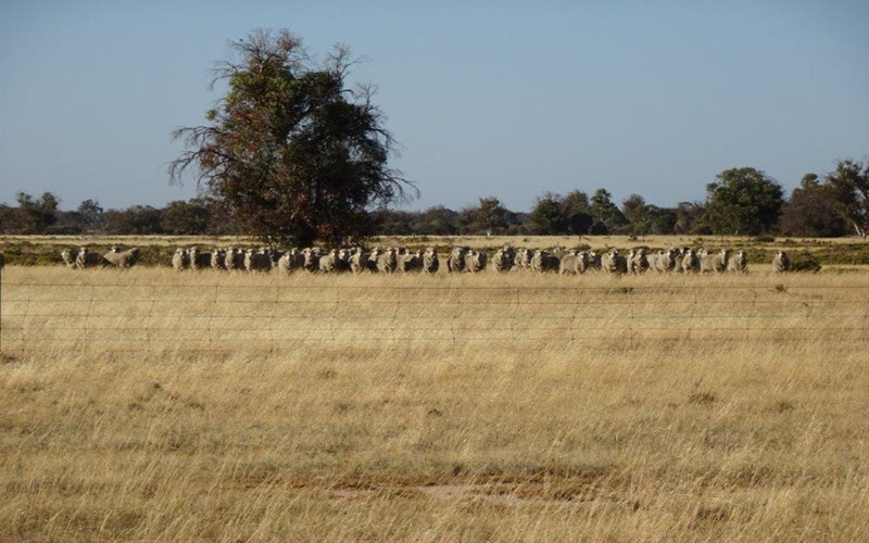 Envío del sistema australiano de malteado de tambor 5t*1