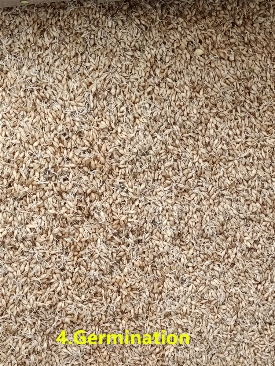 4 Germinaci&oacute;n_副本