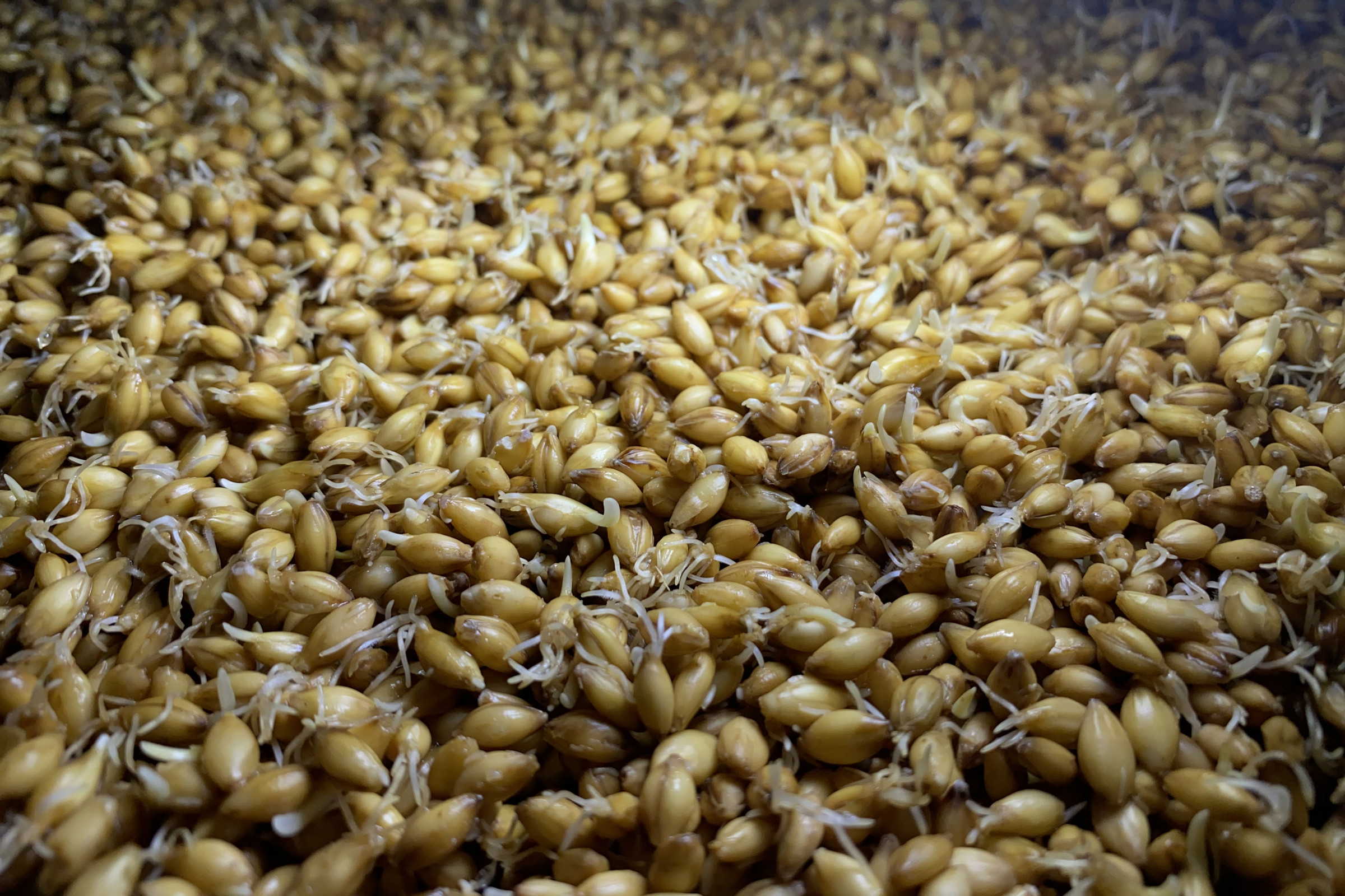 Factores a considerar antes de comenzar una planta de malta