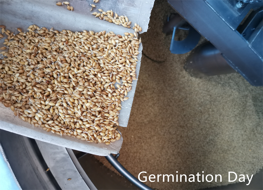 D&iacute;a de germinaci&oacute;n 3 -2_副本